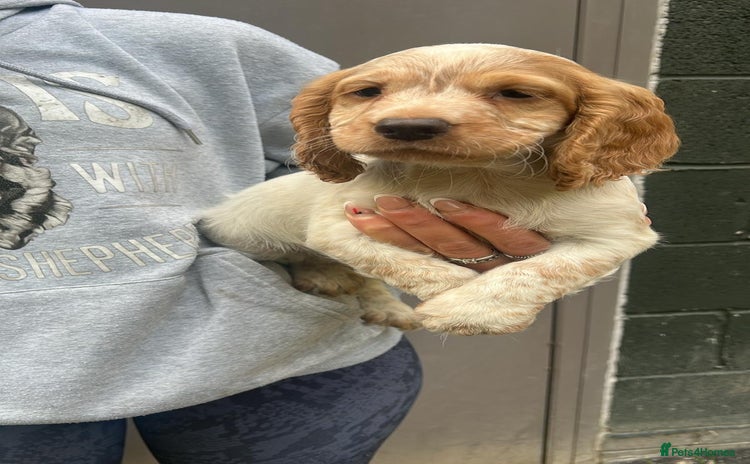 Cocker Spaniel dogs - Advert 4