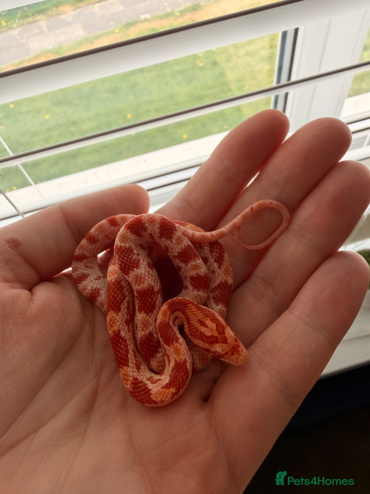 Corn Snake reptiles multiple baby corn snakes  - Advert 3