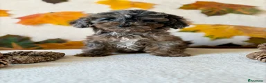 Cockapoo 7