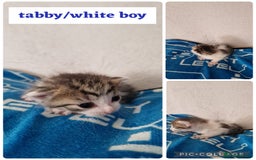 Maine Coon cats for sale: Mainecoon cross kittens - Image 13