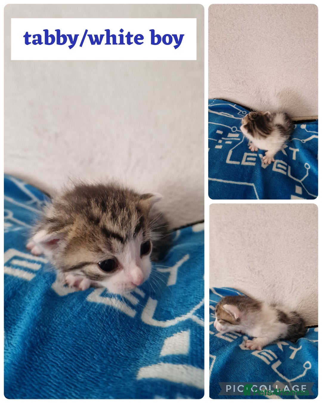 Maine Coon cats for sale: Mainecoon cross kittens - Image 13