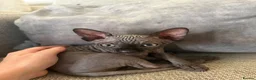 Sphynx cats for sale: Sphynx kittens in Bristol - Advert 2