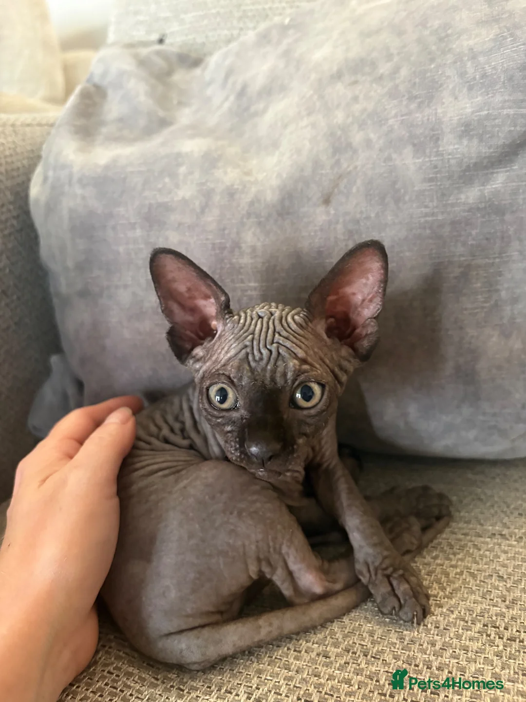 Sphynx cats for sale: Sphynx kittens in Bristol - Advert 2