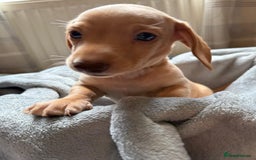 Miniature Dachshund dogs for sale: Miniature dachshund puppies ready 10/08/25 - Image 9