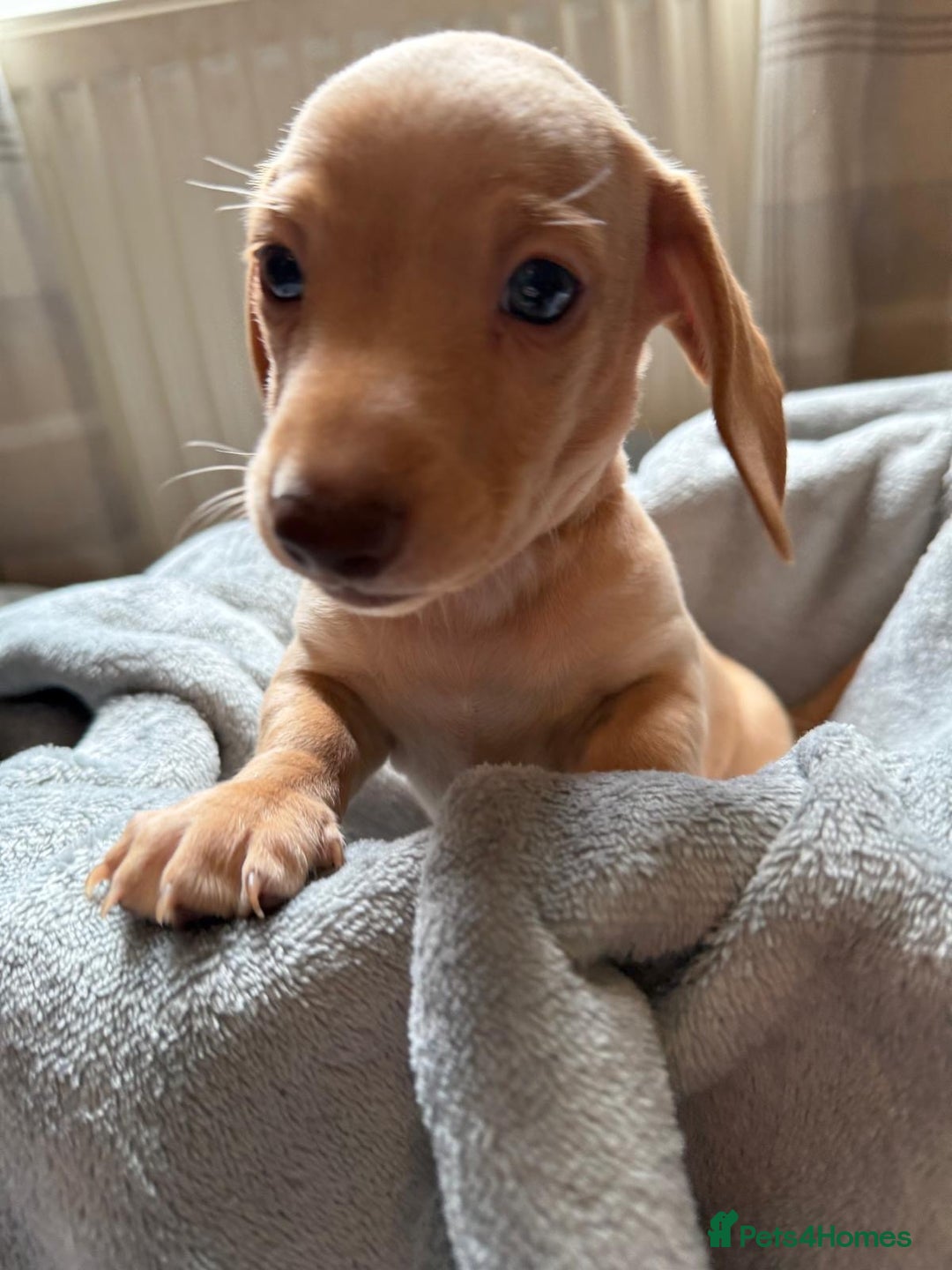 Miniature Dachshund dogs for sale: Miniature dachshund puppies ready 10/08/25 - Image 9
