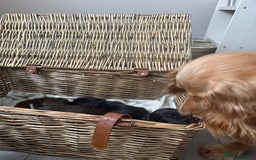 Cocker Spaniel dogs for sale: Cocker Spaniel Puppies - Image 10