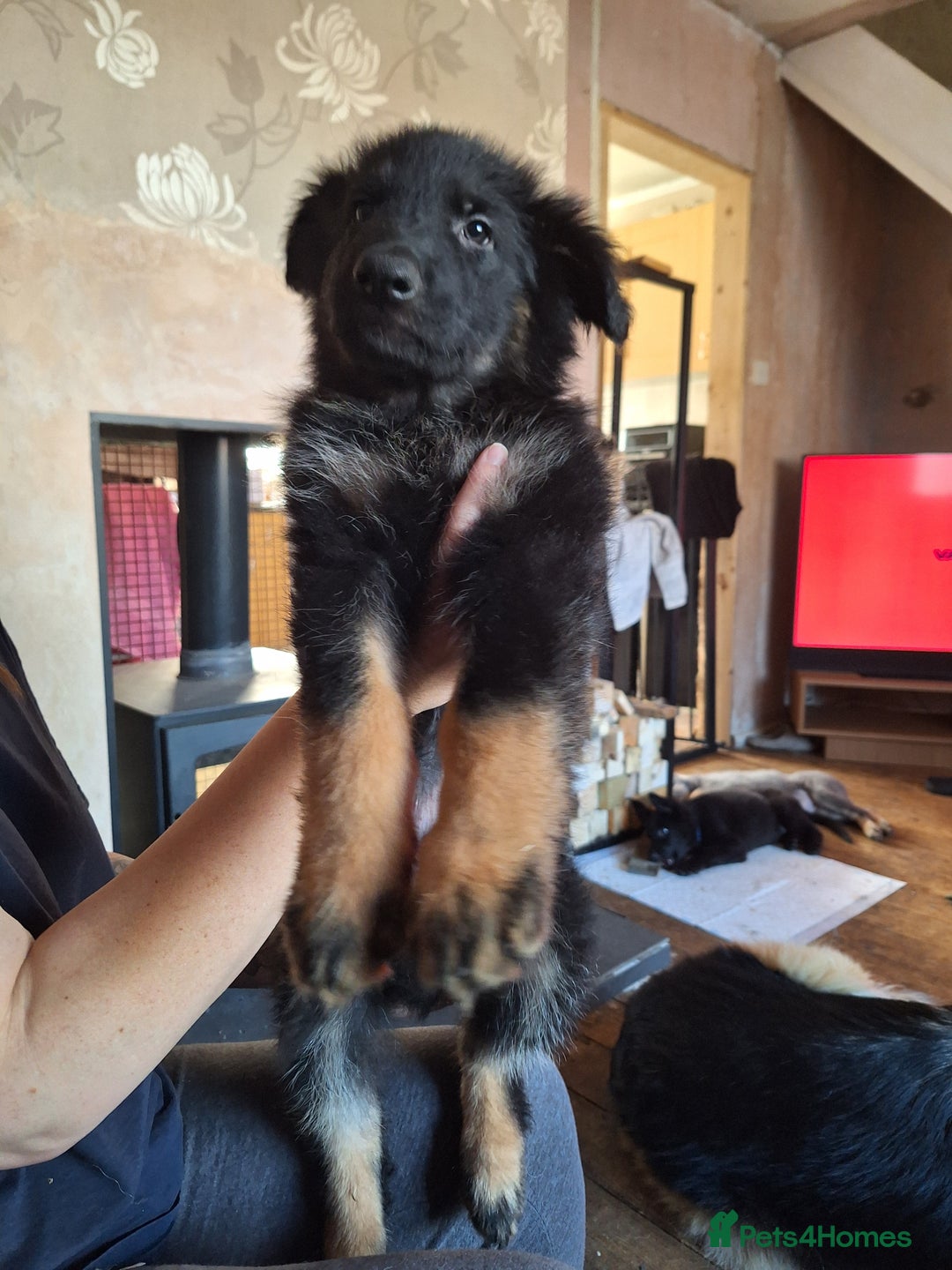 German Shepherd dogs for sale: 10 Healthy Beautiful German shepherds - Image 9