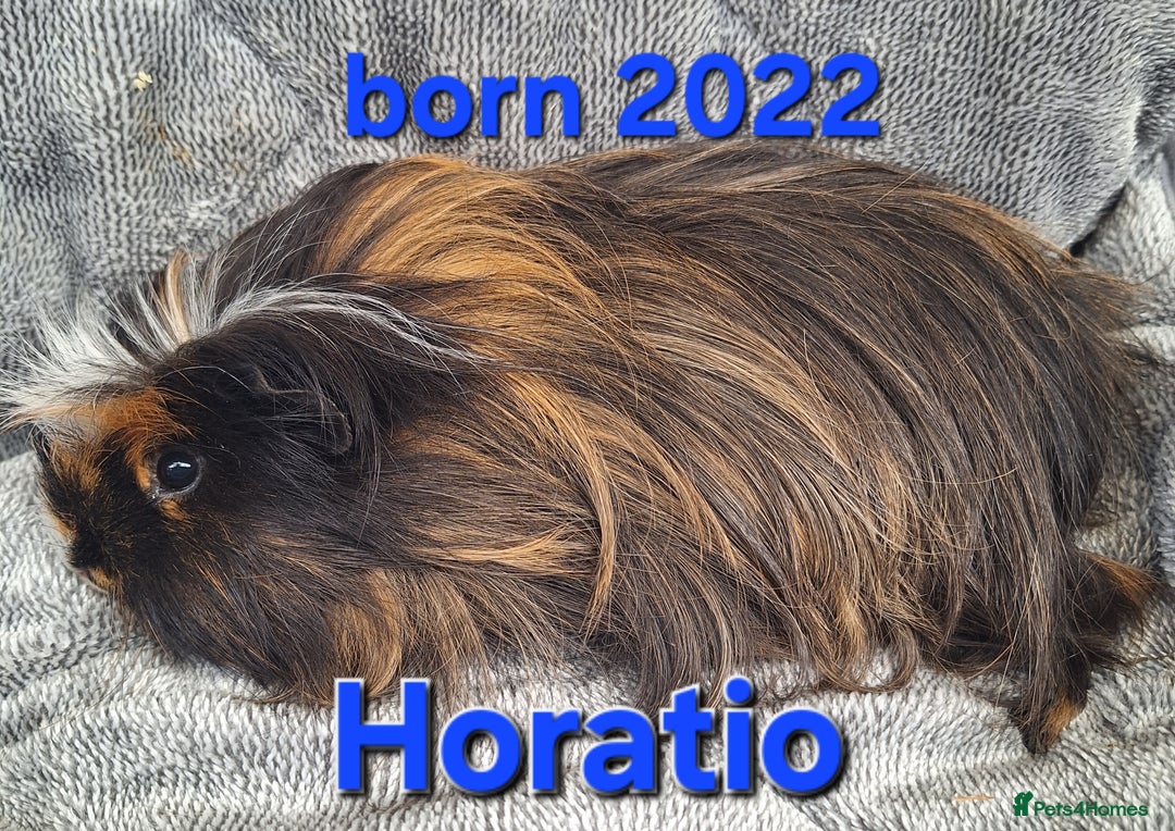 Guinea Pig rodents for sale: Rescue guinea pig girls and boys in Saltburn-by-the-Sea - Image 5