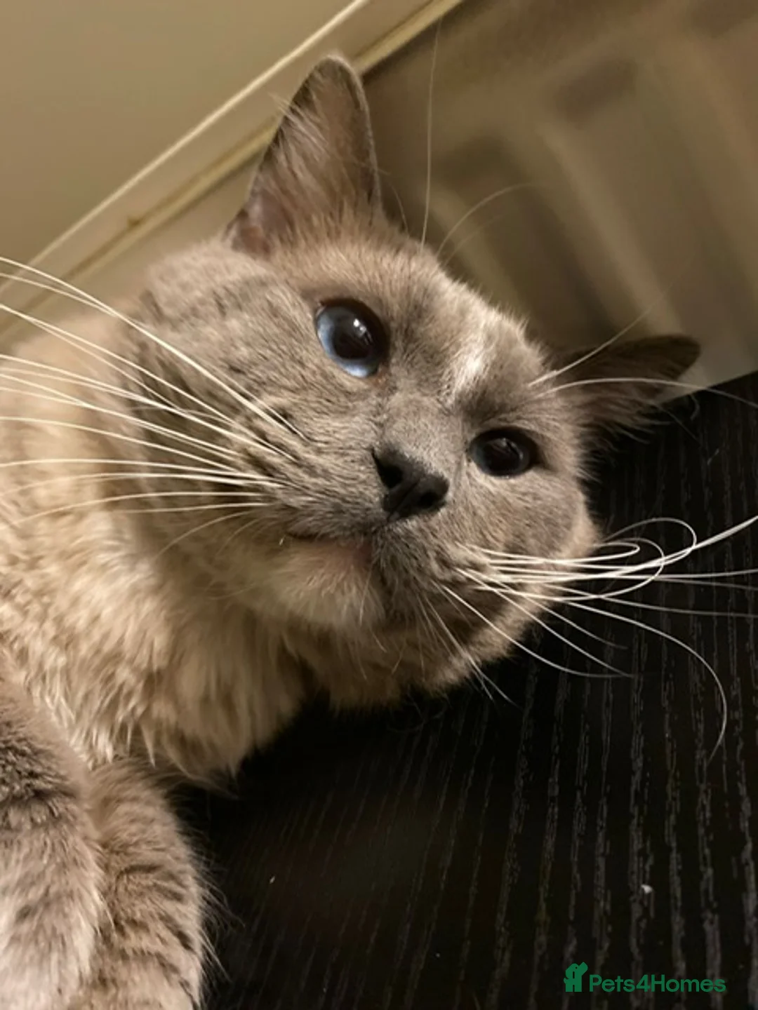 Ragdoll cats for stud: GCCF Reg. Blue point mitted Ragdoll Stud - JEEVES - Advert 19