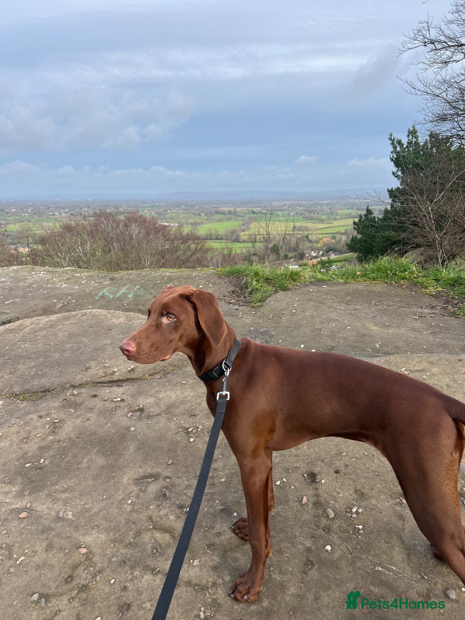 Mixed Breed dogs 12 month old vizslaxdobermann - Advert 1