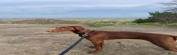 Mixed Breed dogs for sale: 12 month old vizslaxdobermann - Advert 1