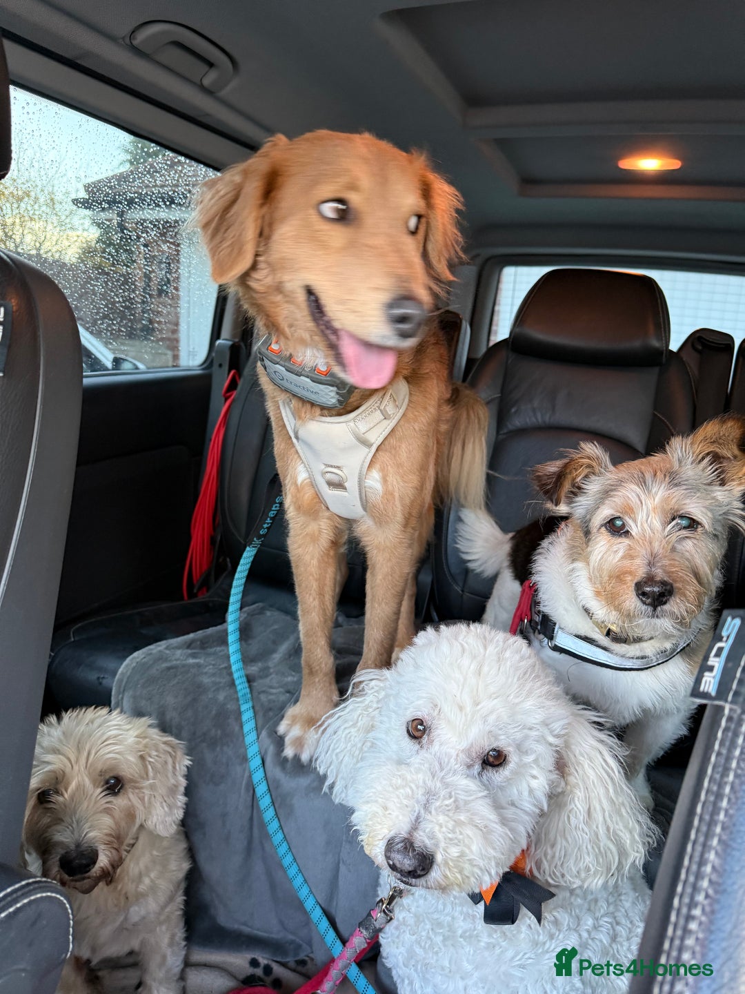 Mixed Breed dogs for adoption: Sweet Nathan Is looking for Love  - Image 22