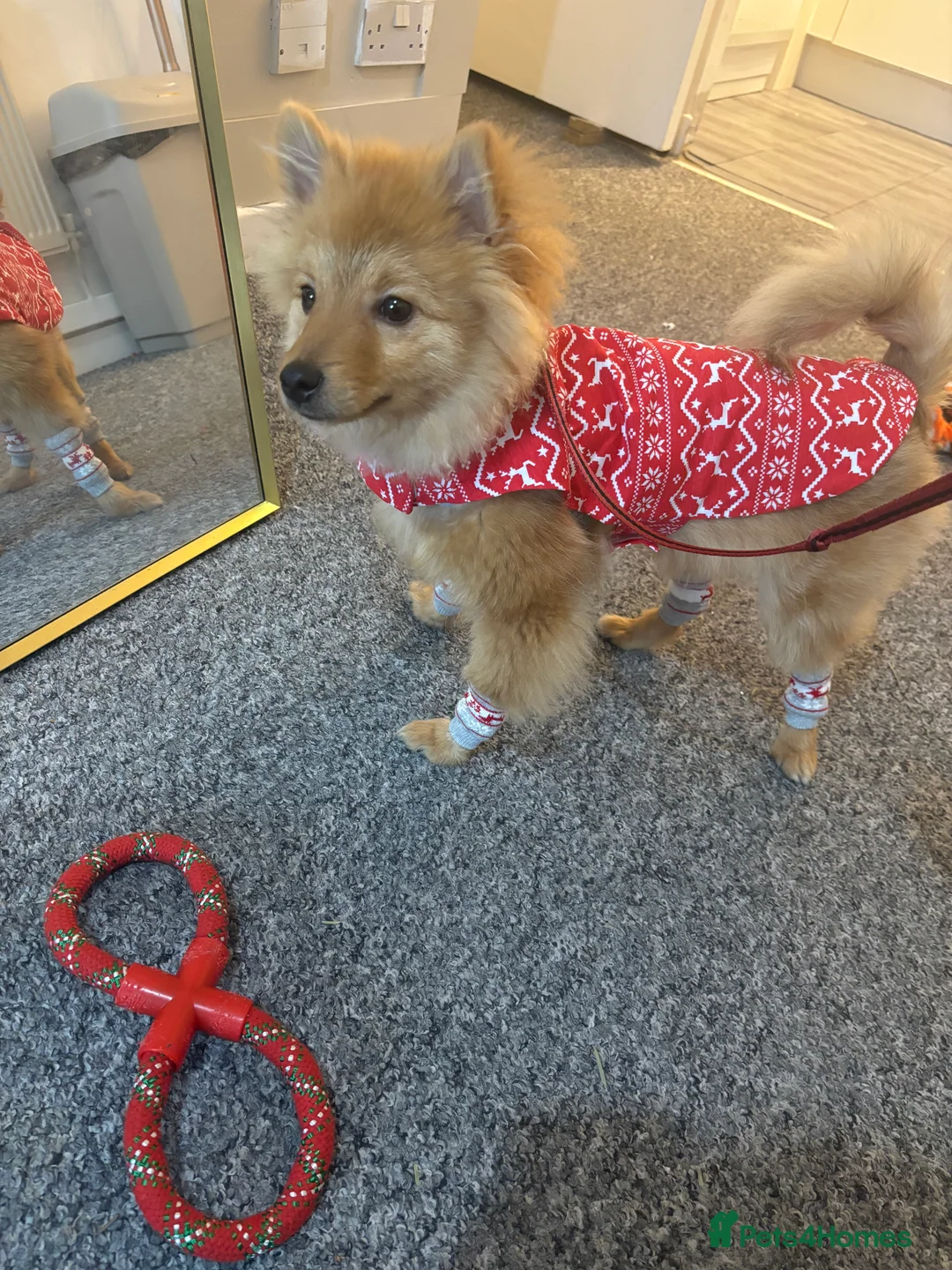 Pomeranian dogs for sale: Fox face Pomeranian  - Advert 9