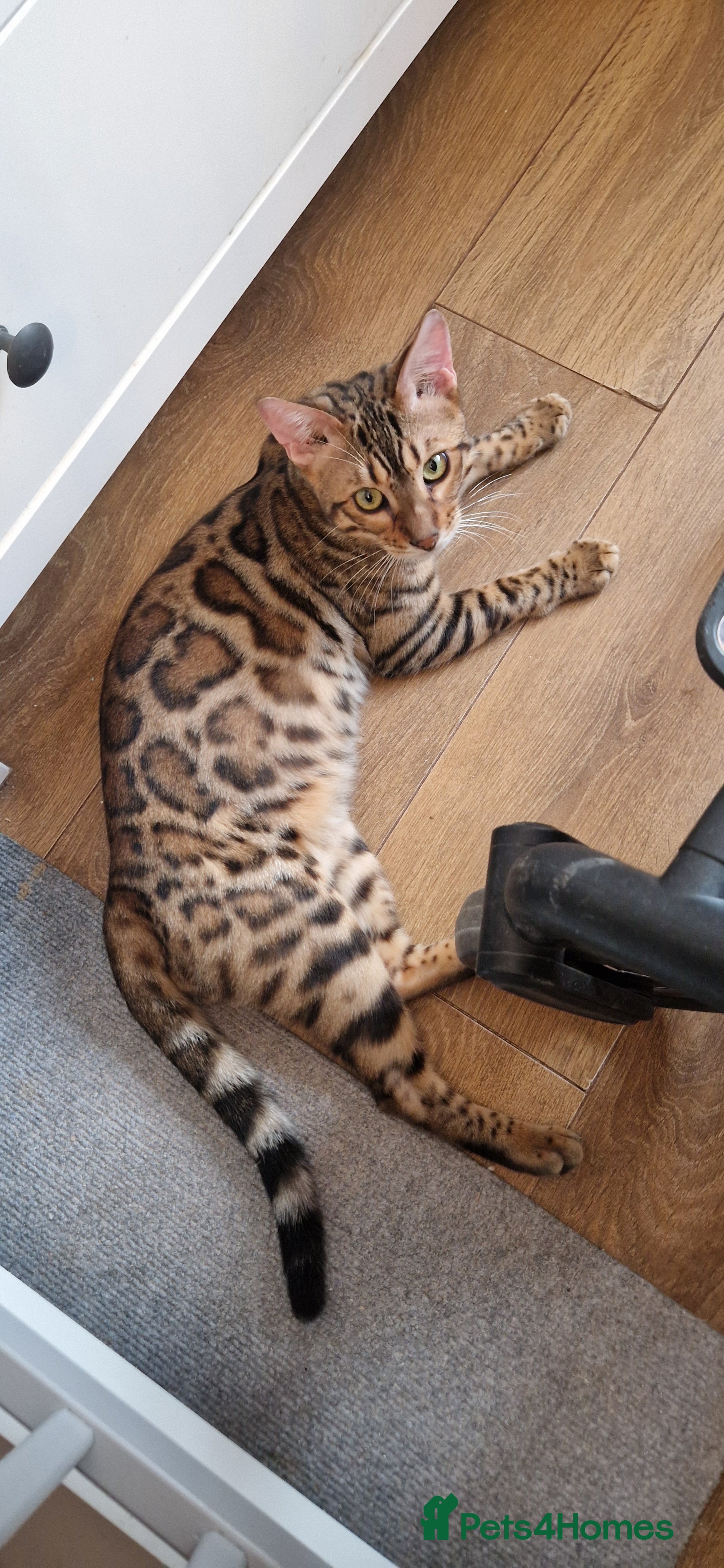 Bengal cats Beautiful boy😍 - Advert 15