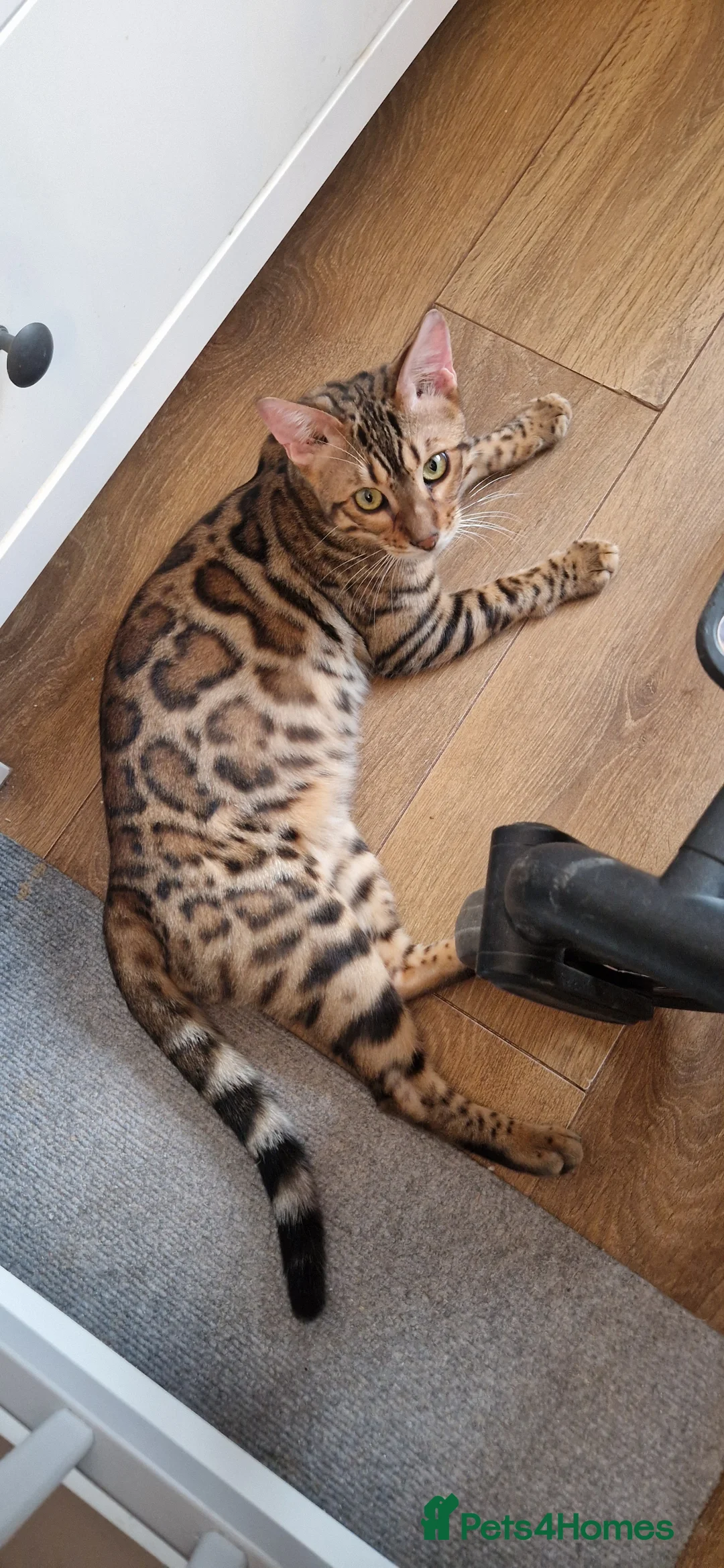 Bengal cats for sale: Active Tica registered boy😍 - Advert 9