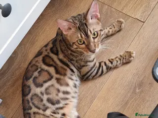 Bengal cats Beautiful boy😍 - Advert 15