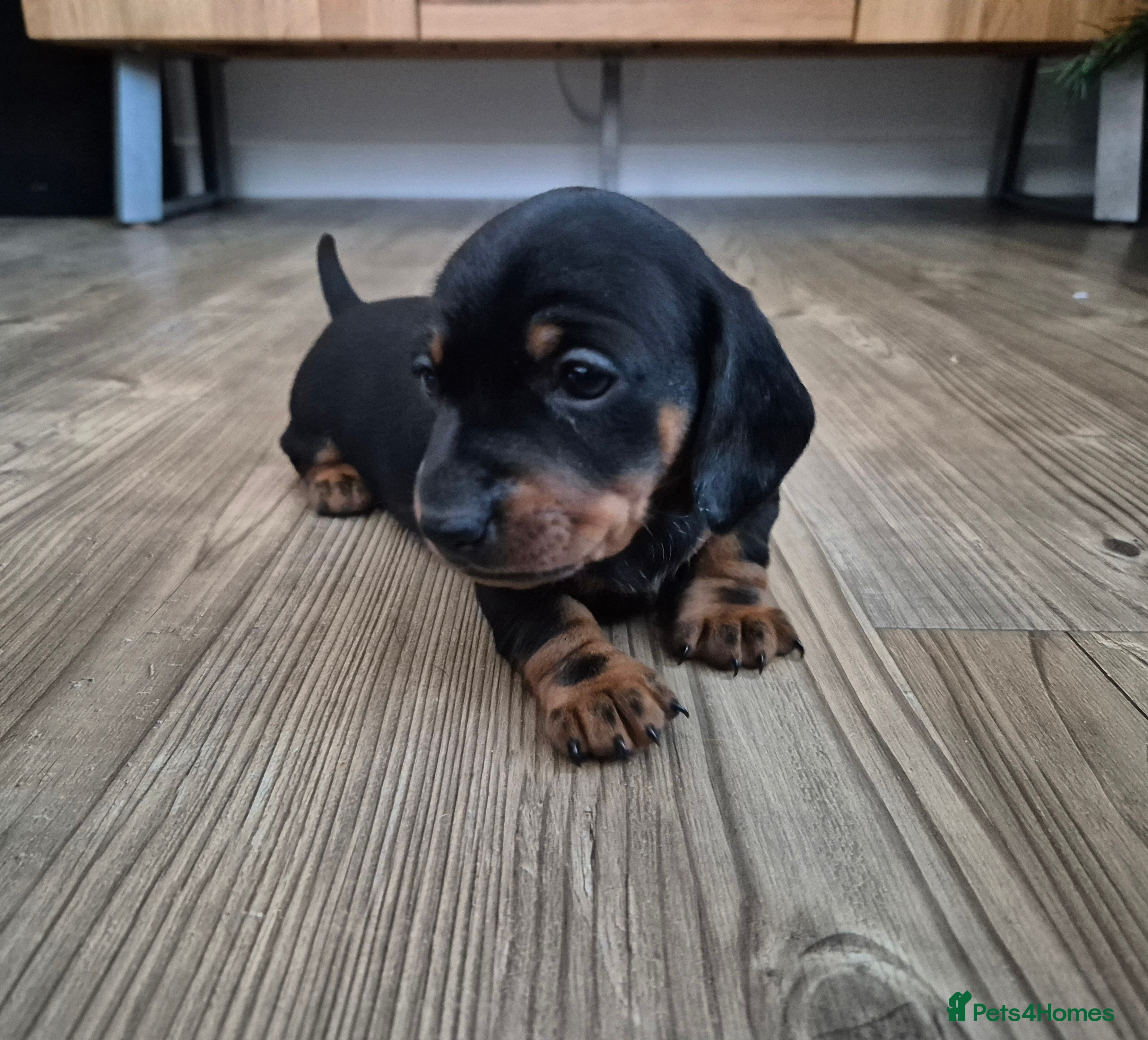 Miniature Dachshund dogs Beautiful Black & Tan Miniature Dachund Puppies - Advert 4