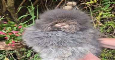 Angora rabbits - Advert 5