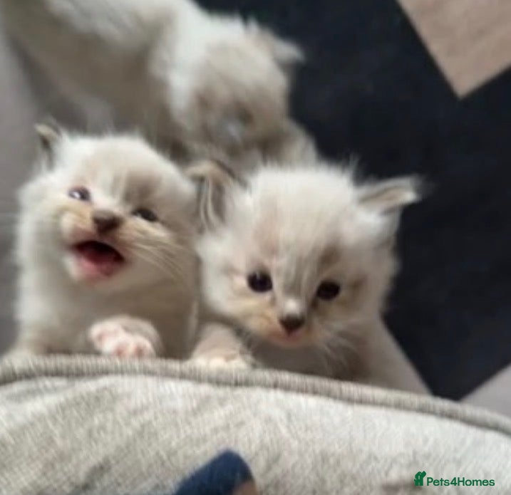 Ragdoll cats 💝 stunning gccf line of tabby/point ragdolls 💝 - Advert 2