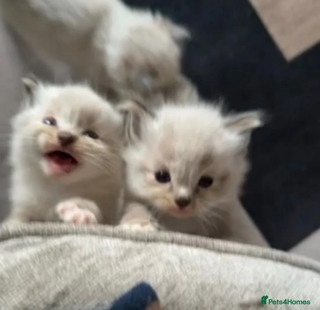 Ragdoll cats for sale: 💝 stunning gccf line of tabby/point ragdolls 💝 - Advert 1
