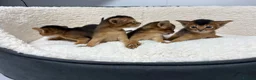 Abyssinian cats for sale: Champion parents amazing kittens  - Advert 8