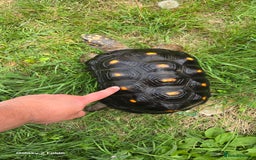 Tortoise reptiles for sale: Leopard, red and yellow foot tortoise  - Image 6