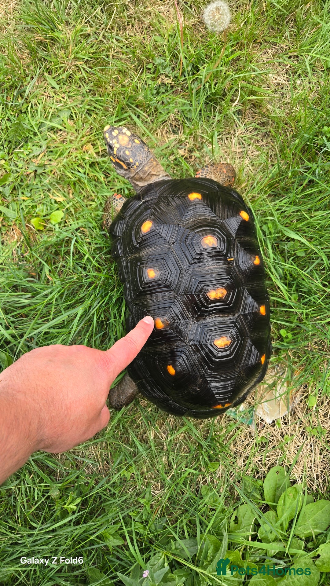 Tortoise reptiles for sale: Leopard, red and yellow foot tortoise  - Image 6