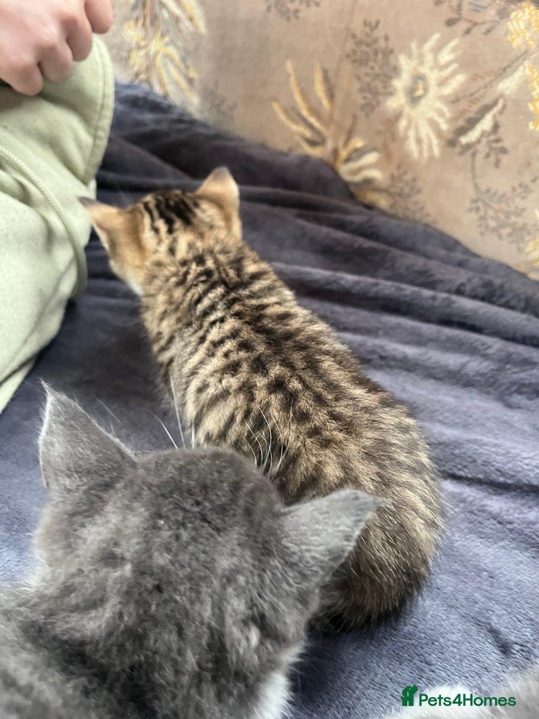 Egyptian Mau cats for sale: Egyptian mau x - Image 11