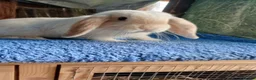 Mini Lop rabbits for sale: Beautiful boys 4 white 1 champagne  in Wirral - Advert 4