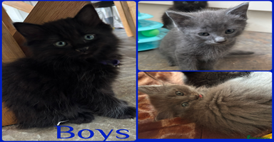 Russian Blue cats - Advert 4