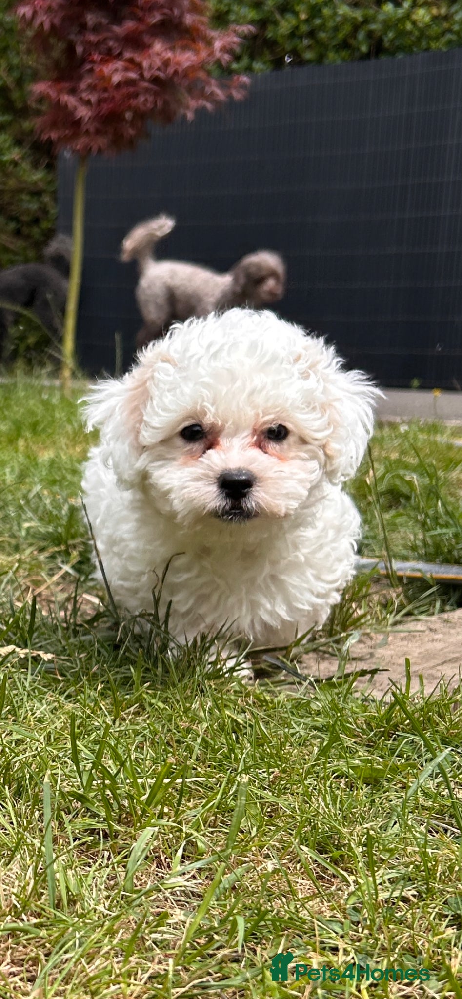 Shihpoo dogs 🌟 Little Stars🌟  - Advert 2