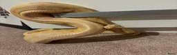 Boa Snake reptiles for sale: COMMON BOA (YELLOW) FOR SALE in Derby - Advert 6