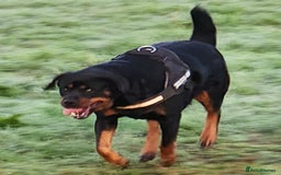 Rottweiler dogs for sale: Pedigree Rottweiler pups - Image 11