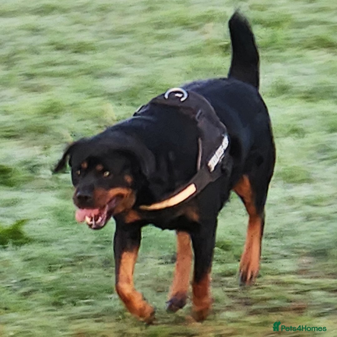 Rottweiler dogs for sale: Pedigree Rottweiler pups - Image 11