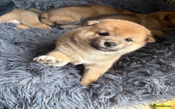 Japanese Shiba Inu dogs for sale: KC Registered Japanese Shiba-Inus  - Image 1