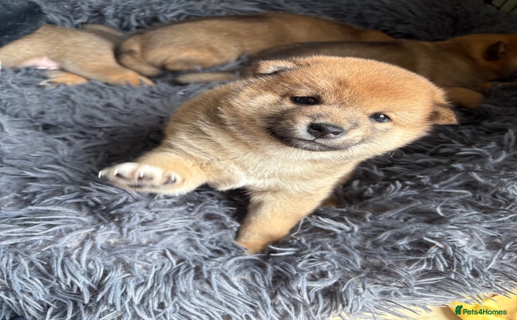 Japanese Shiba Inu dogs - Advert 1