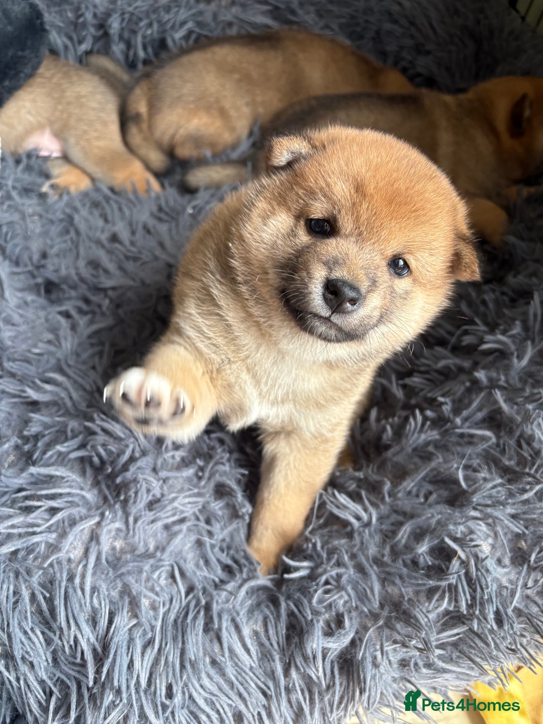 Japanese Shiba Inu dogs for sale: KC Registered Japanese Shiba-Inus  - Image 1