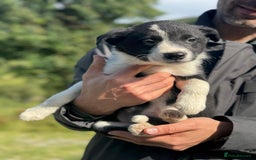 Border Collie dogs for sale: Mid Wales border collie pups  - Image 15