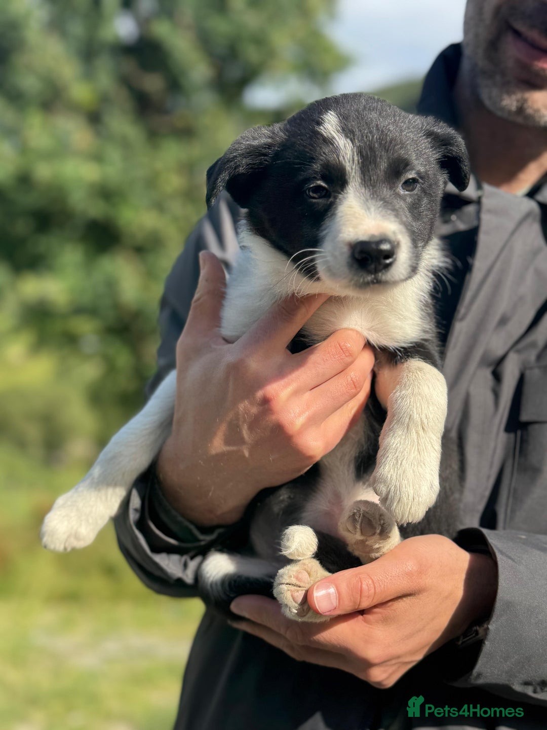 Border Collie dogs for sale: Mid Wales border collie pups  - Image 15