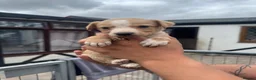 Lurcher dogs for sale: Top quality Lurcher puppies - Advert 11