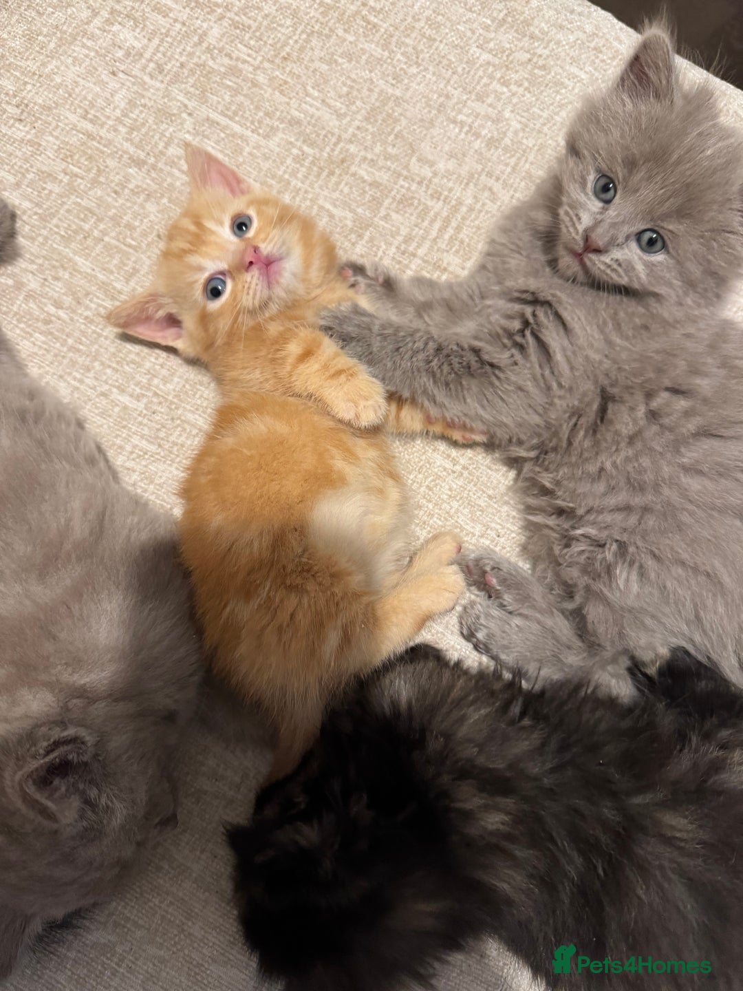 Munchkin cats for sale: stunning standard munchkins - Advert 1