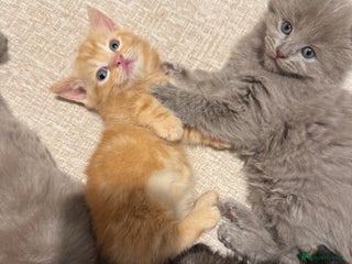 Munchkin cats *REDUCED* long/short haired standard munchkins - Advert 8