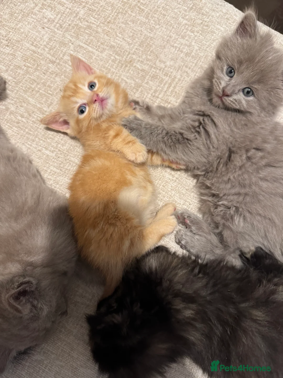 Munchkin cats for sale: 💎 RARE 💎 STANDARD MUNCHKINS READY TO LEAVE NOW  - Advert 24