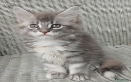 Maine Coon cats for sale: Beautiful chunky TICA reg girl ready now!! - Image 4