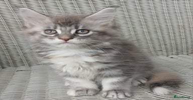 Maine Coon cats - Advert 13