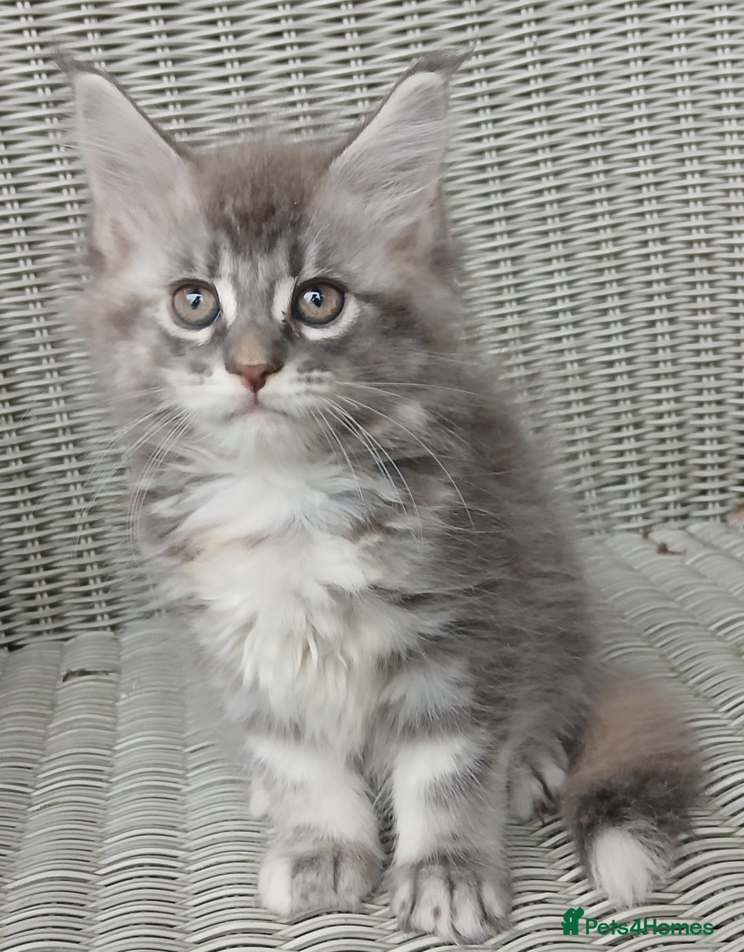 Maine Coon cats for sale: Beautiful chunky TICA reg girl ready now!! - Image 4