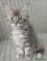 Maine Coon cats - Advert 3