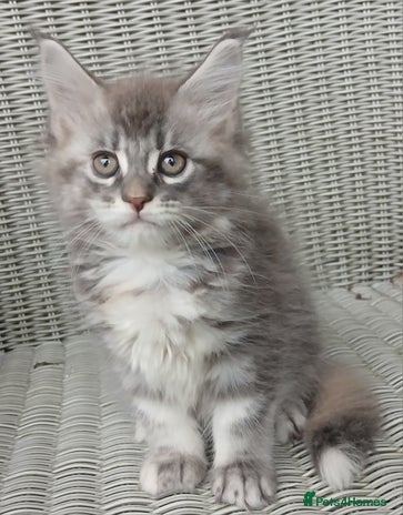 Maine Coon cats - Advert 2