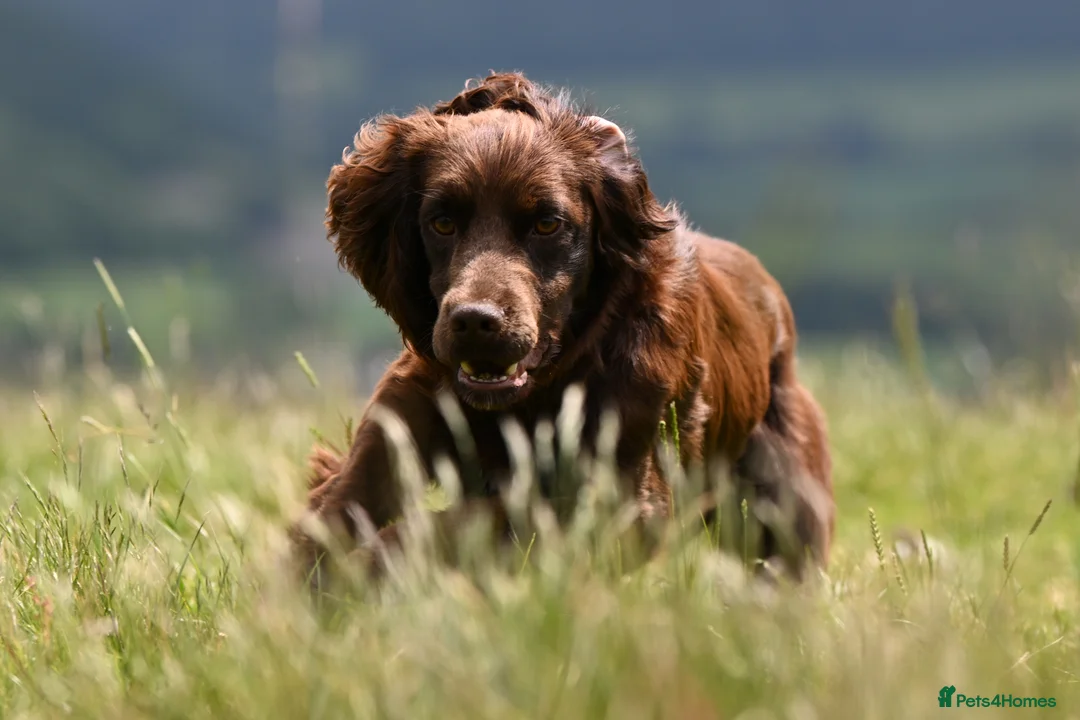 Cocker Spaniel dogs for stud: OFTW Breckmarsh Faron Cocker Spaniel Stud - Choc - Advert 4