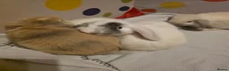 Mini Lop rabbits for sale: Mini lop babies ready now - Advert 5